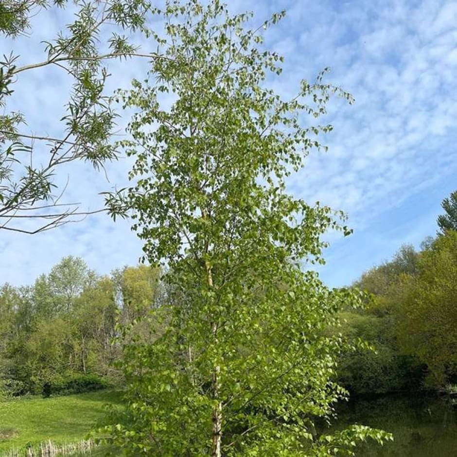 Betula Pendula