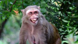 a rhesus macaque appearing to smile while sitting in a forest