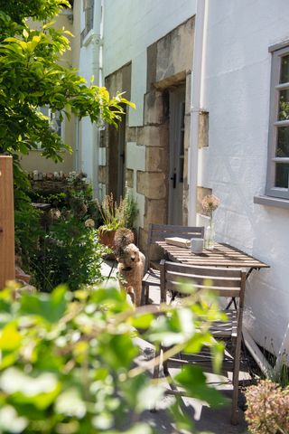 small courtyard garden with patio table and dog