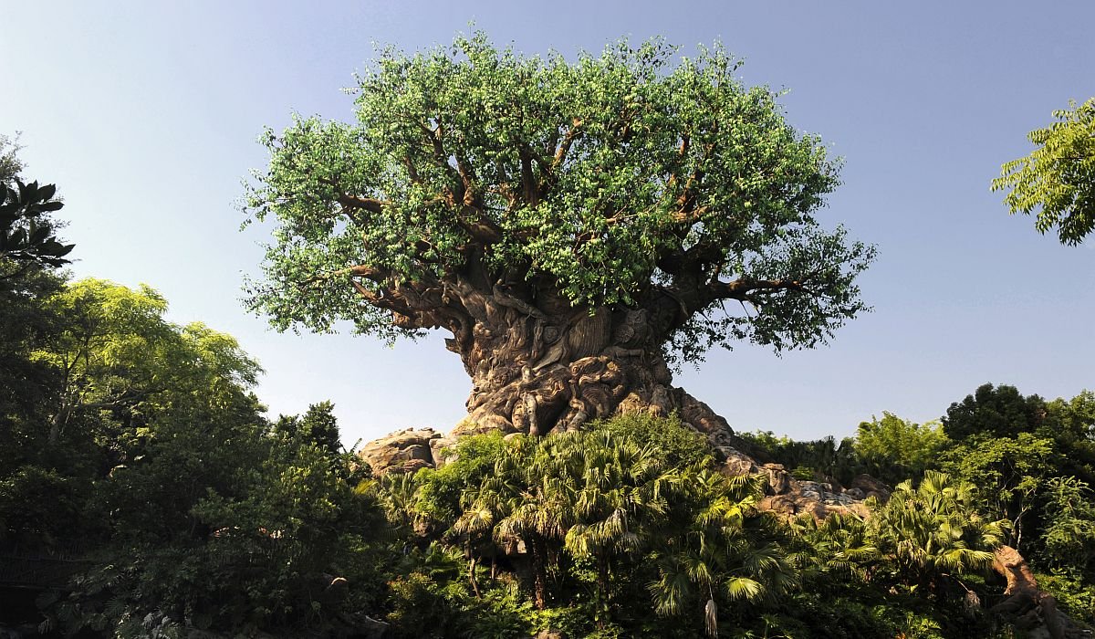 The Tree of Life at Disney's Animal Kingdom