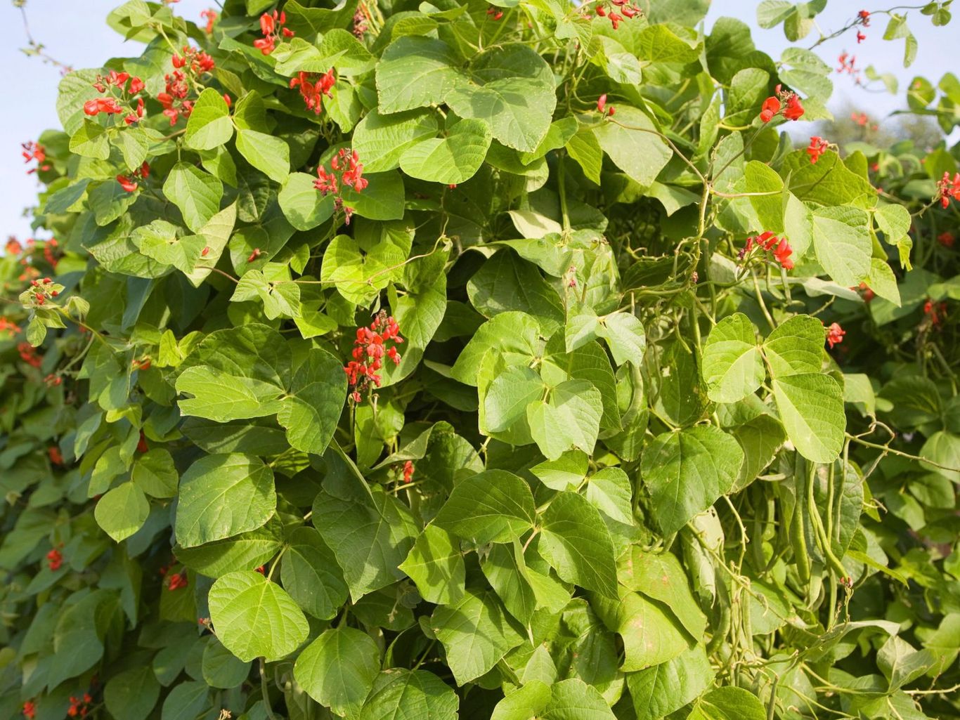 How to grow runner beans it's easy with our stepbystep guide
