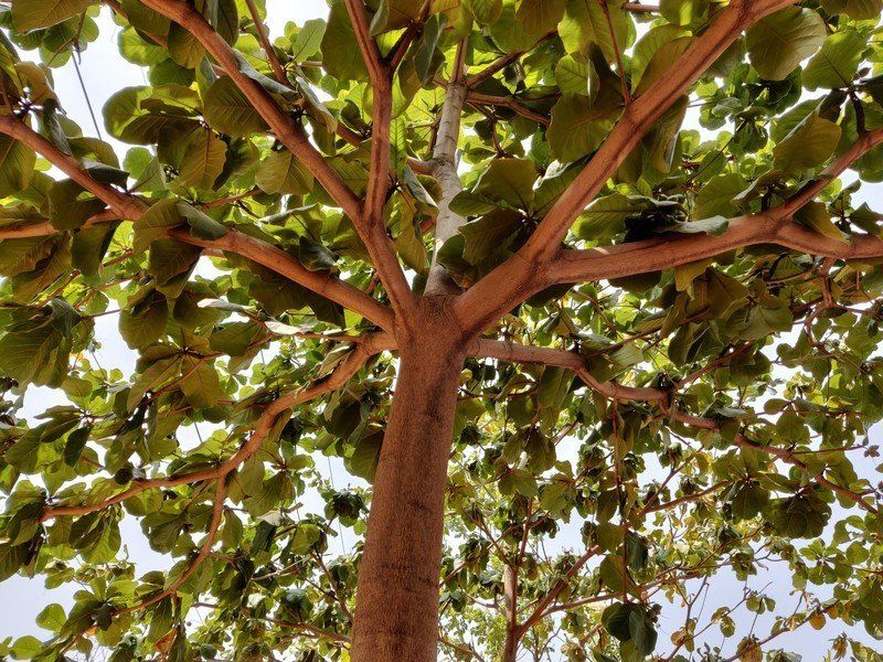 OnePlus 7 camera sample
