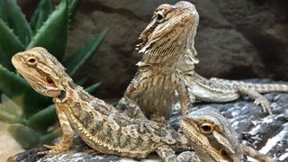 Three bearded dragons in the same vivarium