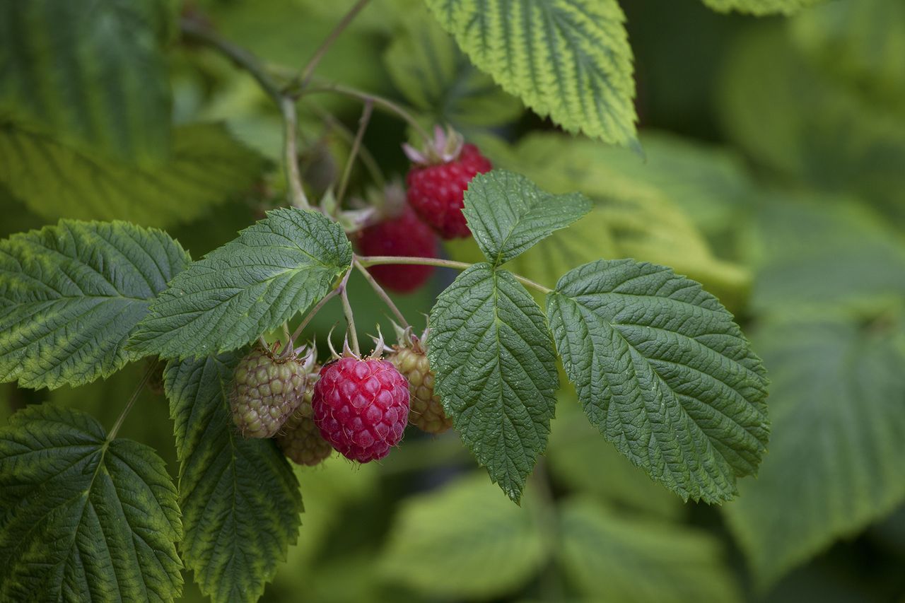 What to plant in March the best veg and flowers to plant Homes & Gardens