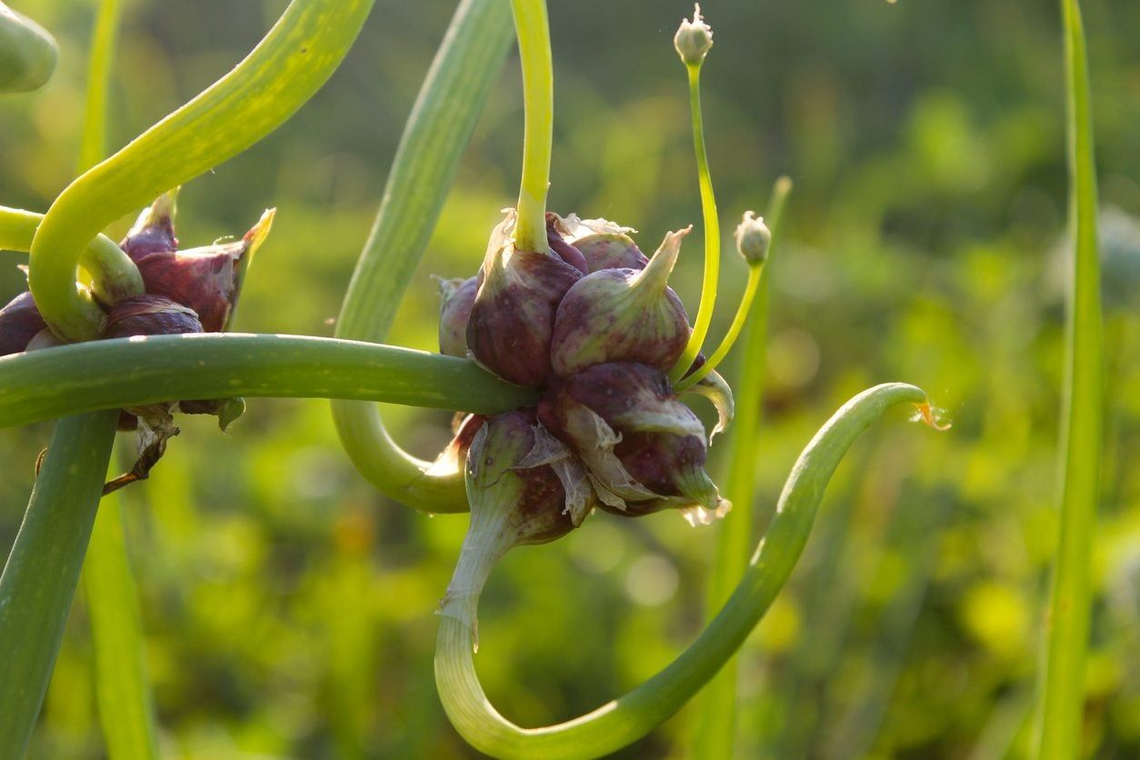 walking onion