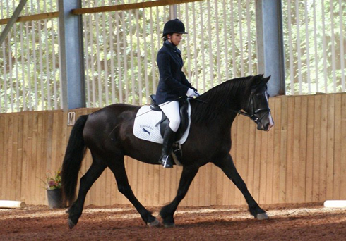 Highlight Equestrian Rosevidney2