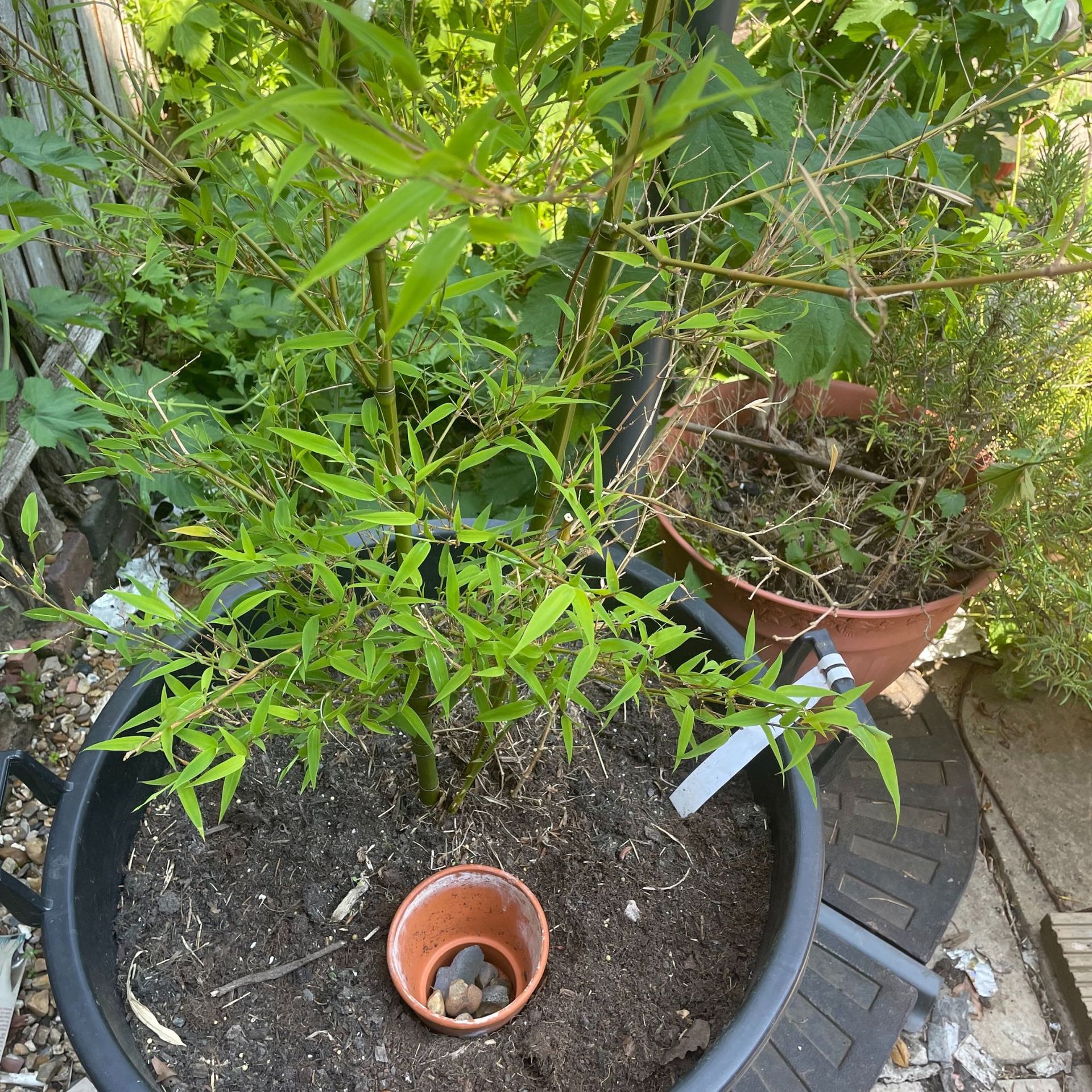 Perangkat penyiraman lambat buatan sendiri duduk menyiram tanaman pot