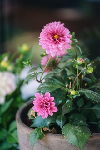 A close-up of a potted dahlia and chrysanthemum flower