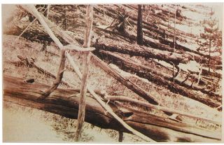 Flattened trees from the Tunguska event photographed by the Leonid Kulik expedition in 1927.