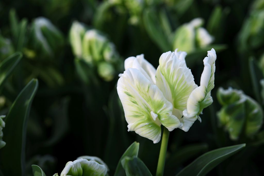 How to plant tulips expert advice on growing stunning flowers for
