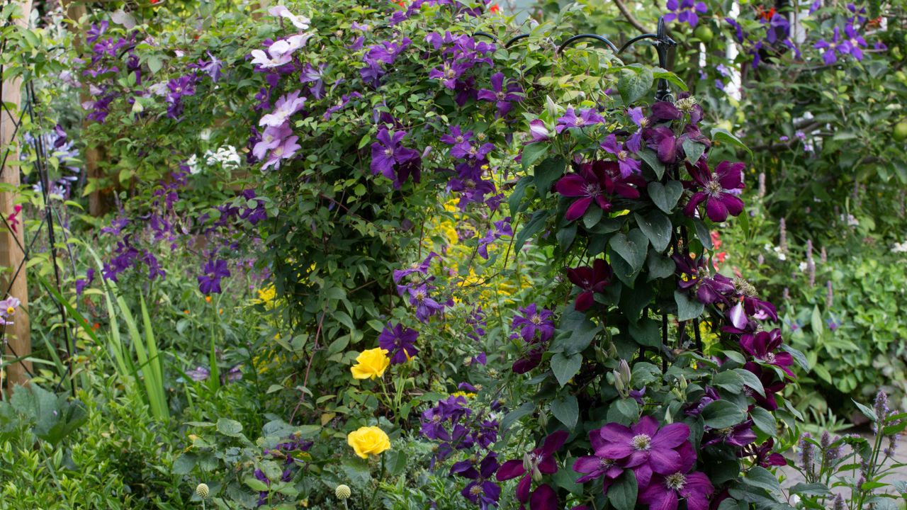 different clematis varieties growing in a garden