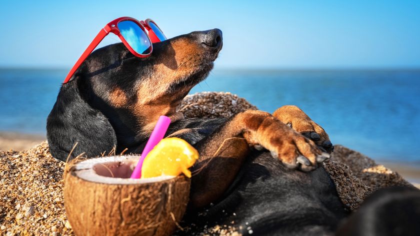 A dachshund relaxing on the beach with a coconut drink 