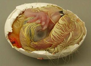 A pigeon embryo, egg shell removed so the large right eye is visible.