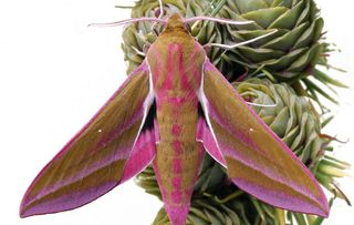 guide to identifying british moths