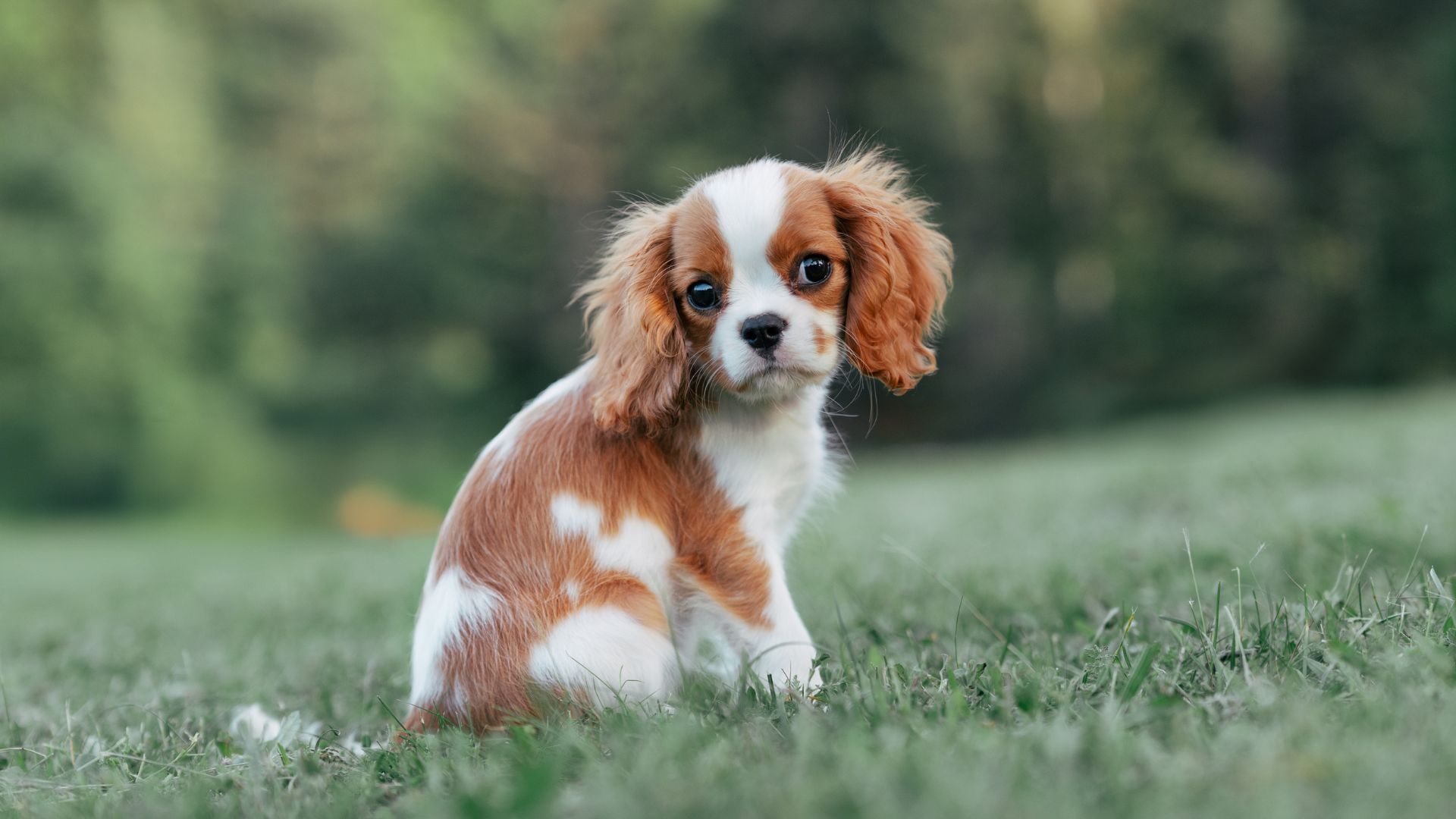 Cavalier King Charles Spaniel puppy with floppy ears