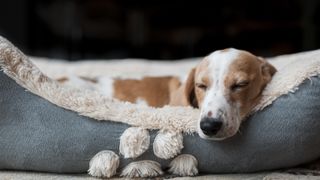 Puppy sleeping soundly in soft bed