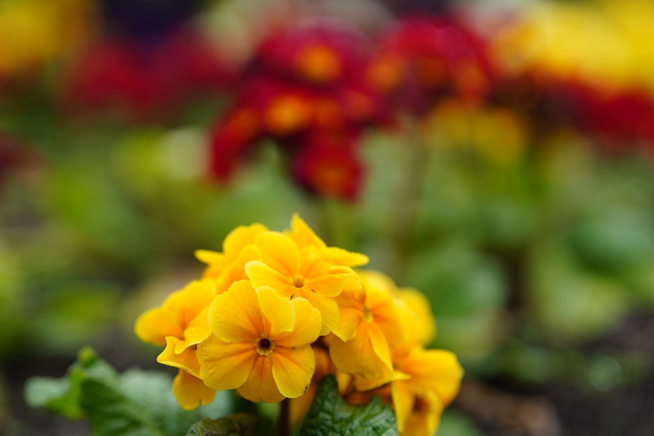Meike AF 85mm f/1.8 SE II sample image