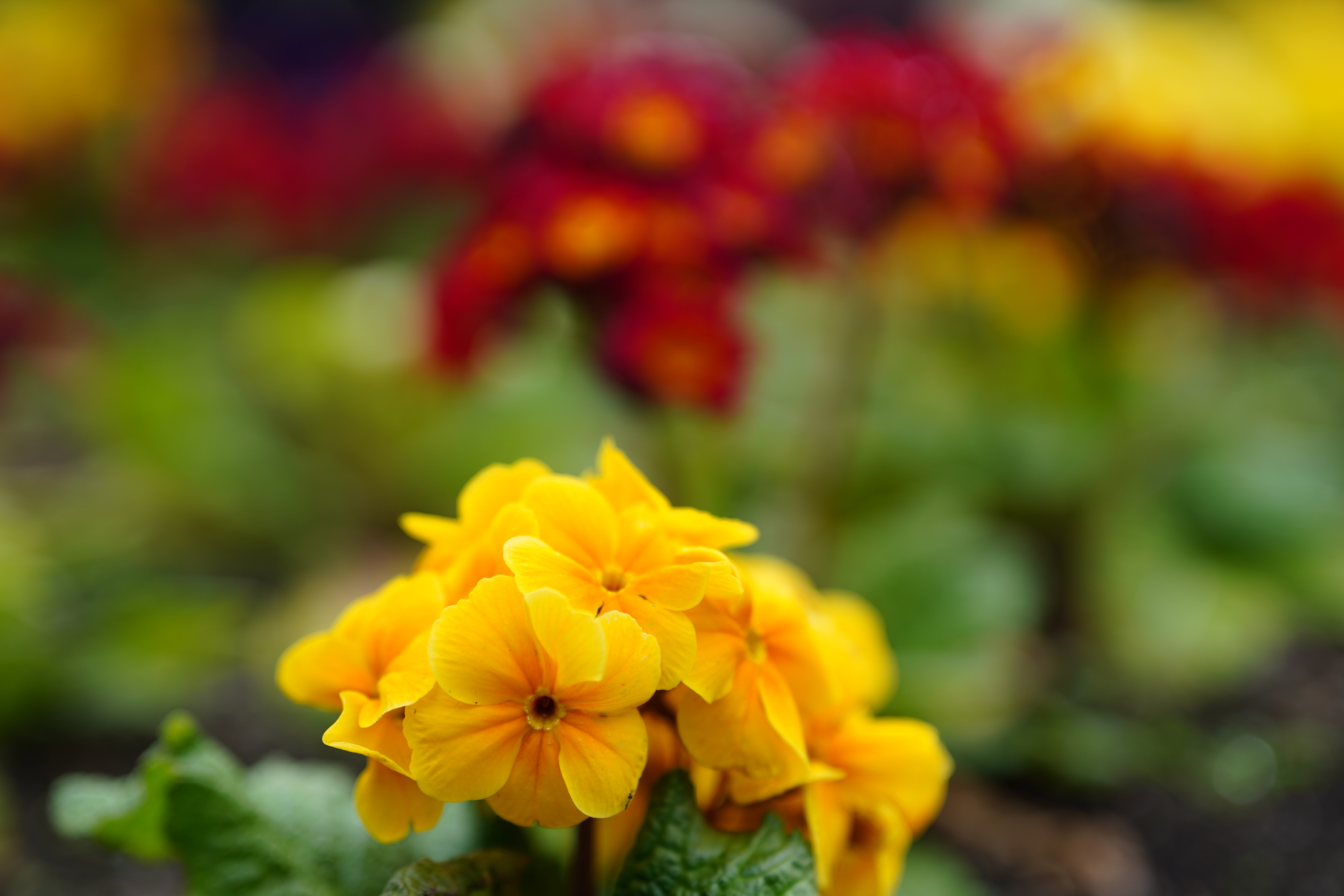 Meike AF 85mm f/1.8 SE II sample image