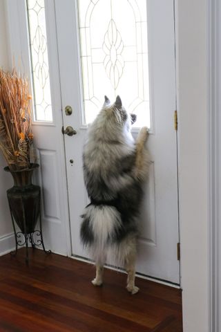 dog putting paws up on door