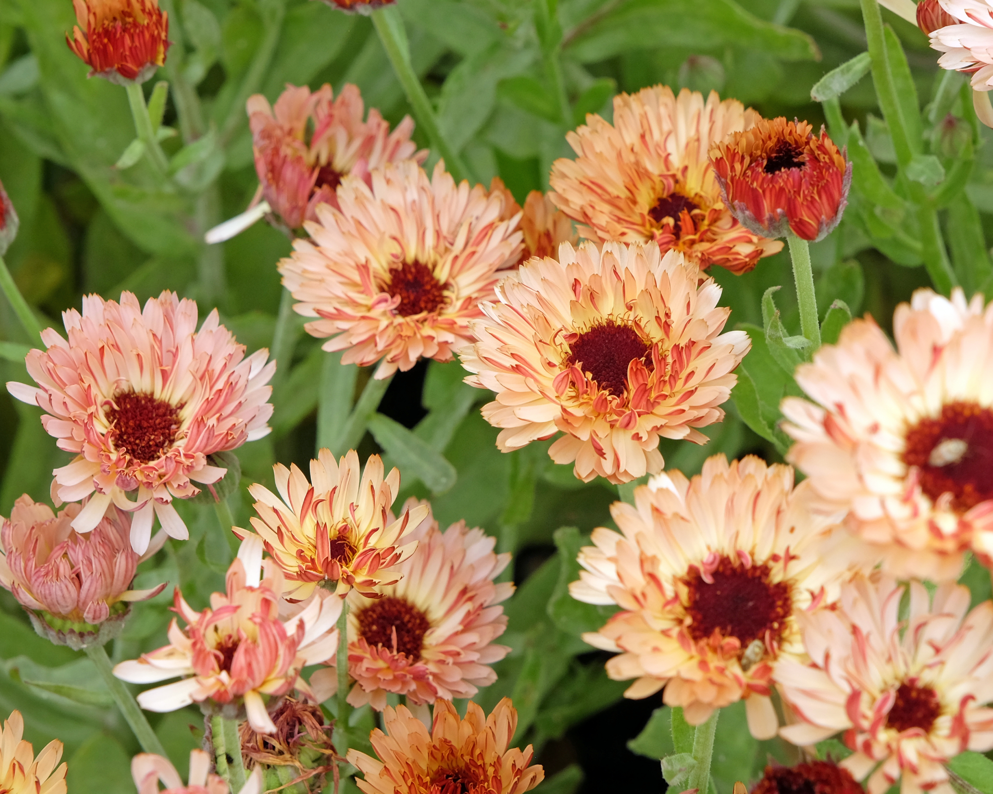 Coral Orange Calendula officinalis, marigold 'Sunset Buff' in flower.