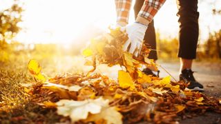 Man picking up fallen leaves