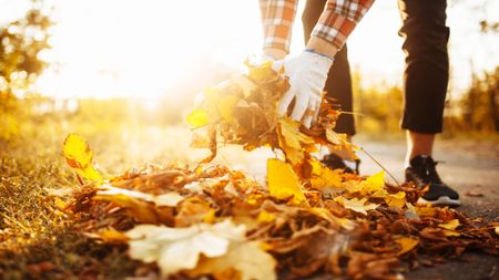 Man picking up fallen leaves