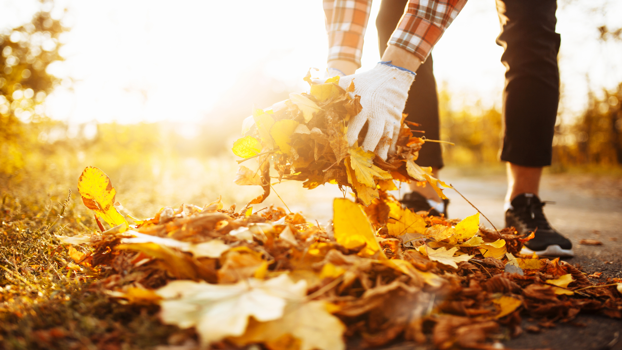 Man picking up fallen leaves
