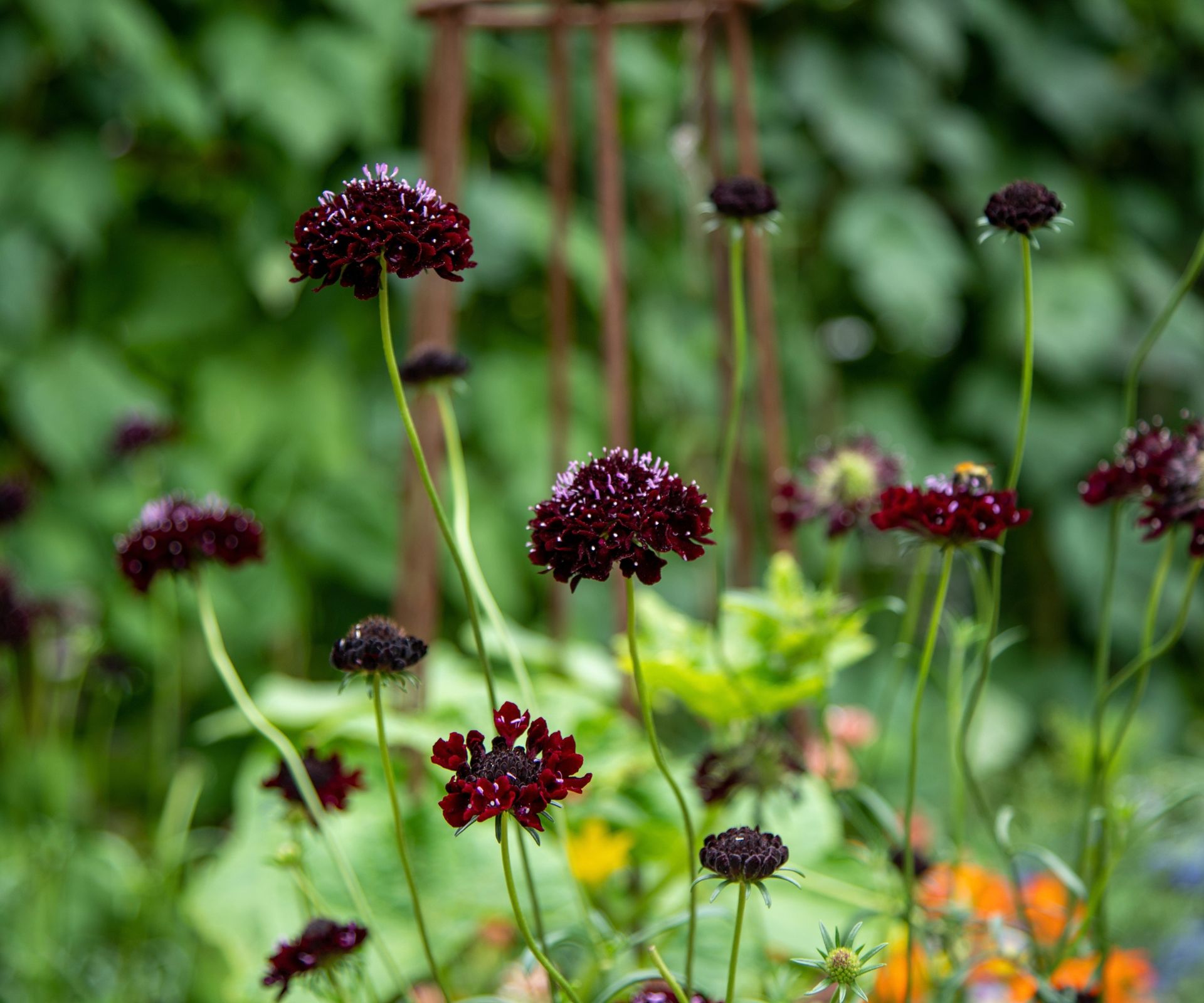 deep red pincushion flowers in a garden