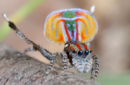 This is the peacock spider Maratus volans. J&uuml;rgen Otto was the first to film this spider's mating dance. 
