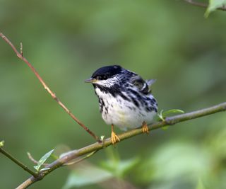 Blackpoll warbler, Dendroica striata, perching on a branch in a garden