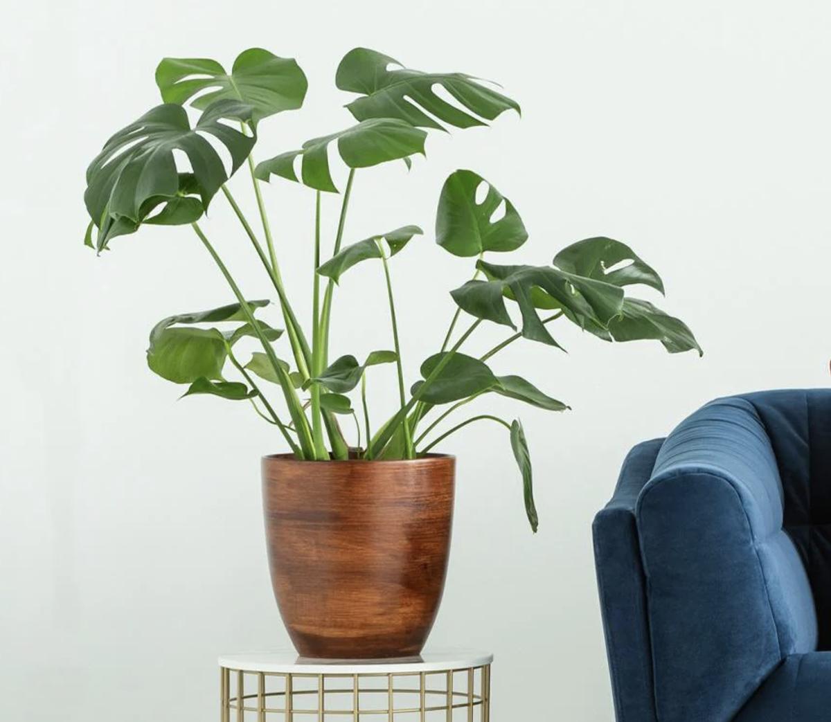 5 easy DIY remedies for dying houseplants - we're not going to let you lose them