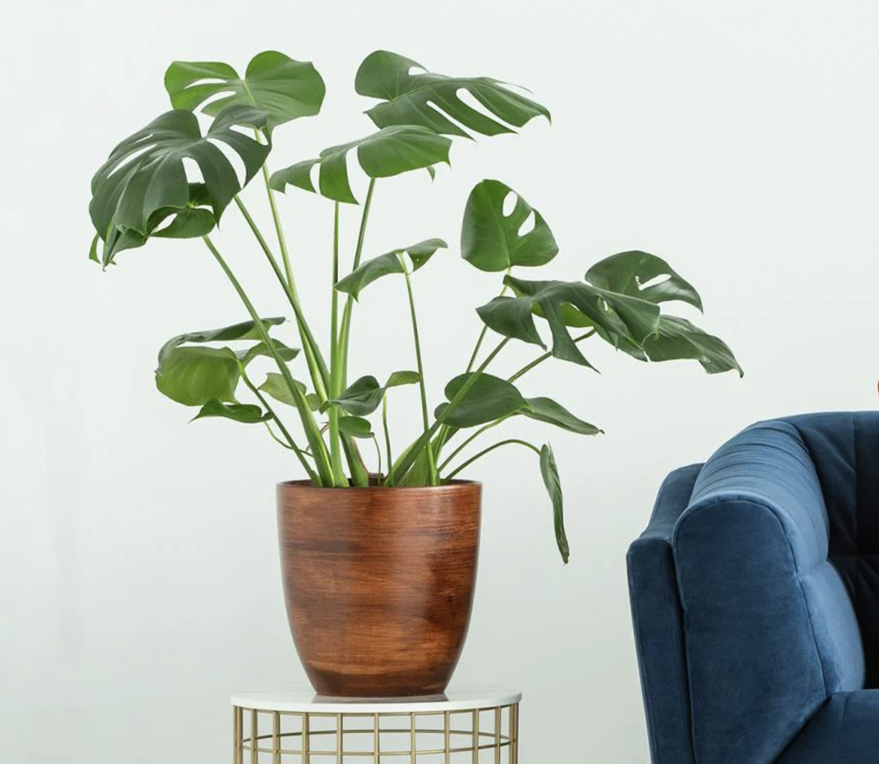 monstera plant