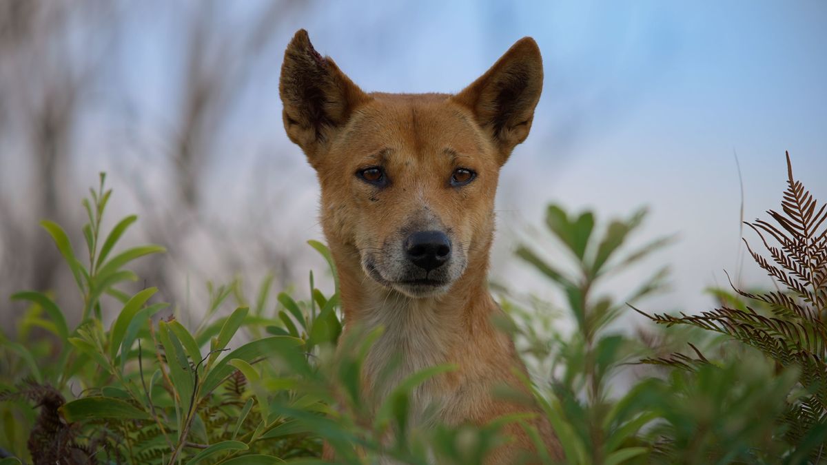 Dogs In The Wild: Meet The Family will introduce us to the world&#039;s most remarkable dogs.