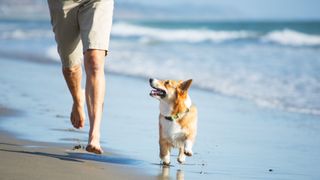 A Welsh Corgi dog happily gazes up at its owner while running on the beach on a sunny afternoon