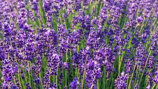 English lavender Hidcote Blue