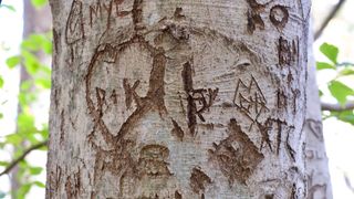 Close-up of an American beech tree trunk damaged by multiple carved initials into the bark over several years