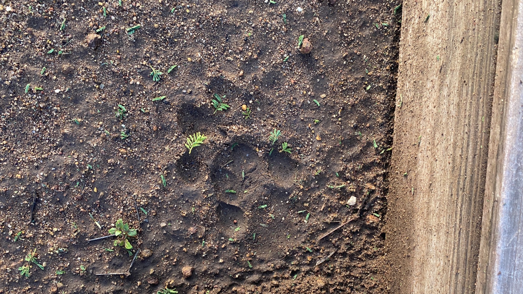 lion pawprint in the dirt