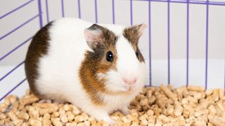 Clean guinea pig in clean cage