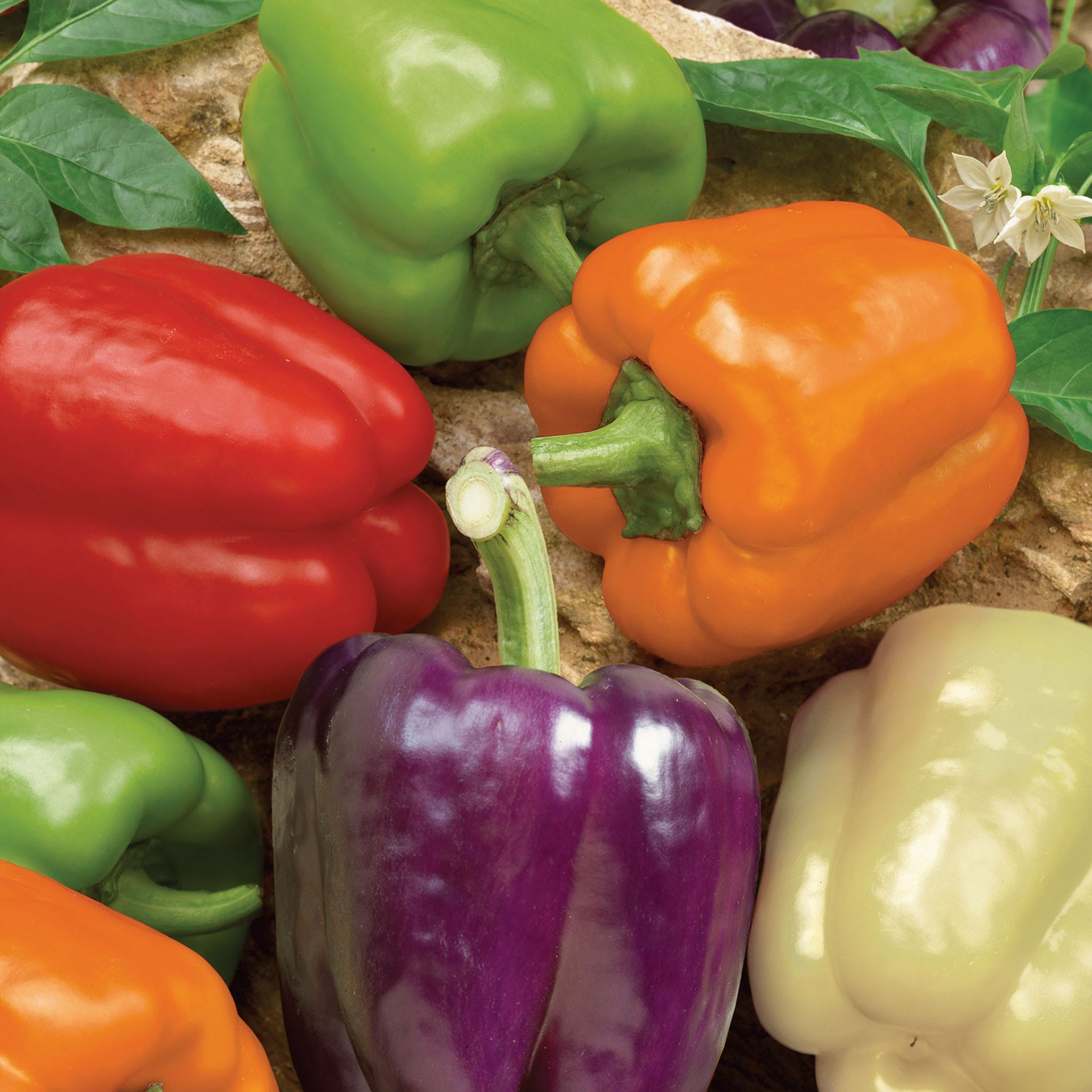 Rainbow Bell Blend Sweet Pepper Seeds
