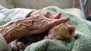 Cat on lap being stroked