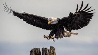 picture of an eagle