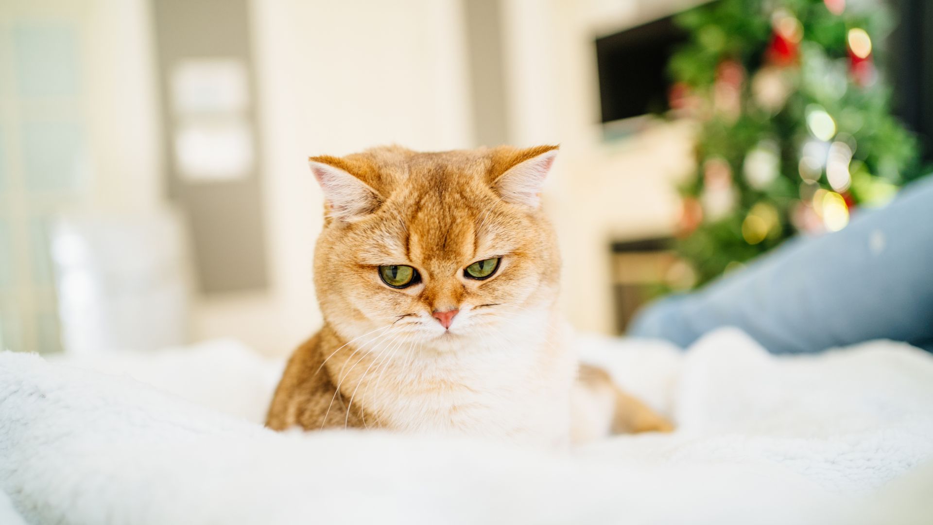 Angry looking cat