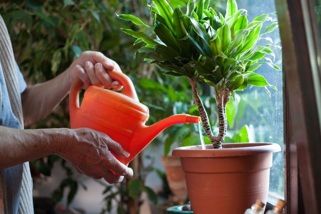 Person Watering A Potted Plant With A Watering Can