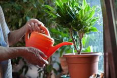 Person Watering A Potted Plant With A Watering Can