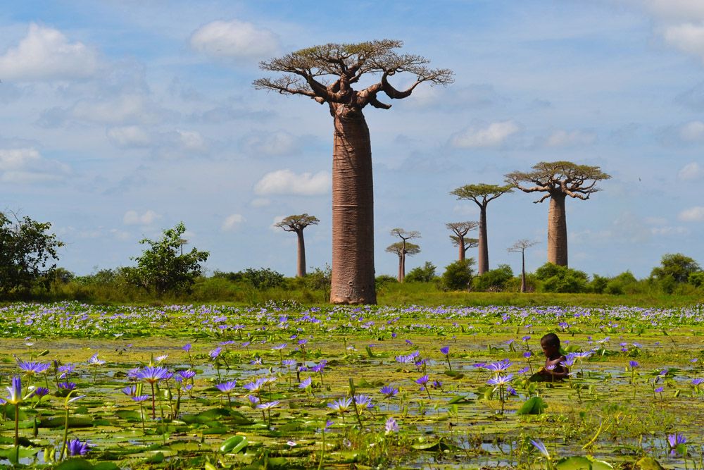 bmc photos, waterlilies in madagascar