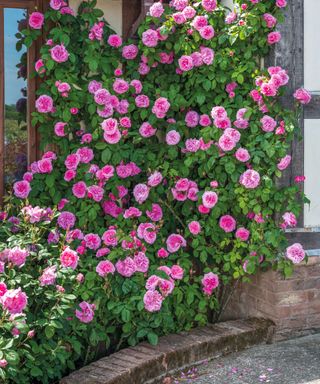 pink 'Gertrude Jekyll' rose