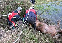 pony-rescue.jpg