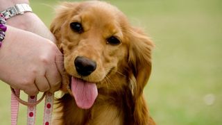 Easy ways to teach your dog new tricks — cute golden dog with tongue out
