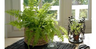 Boston Fern houseplant on a table near a window to suggest a plant that helps with condensation