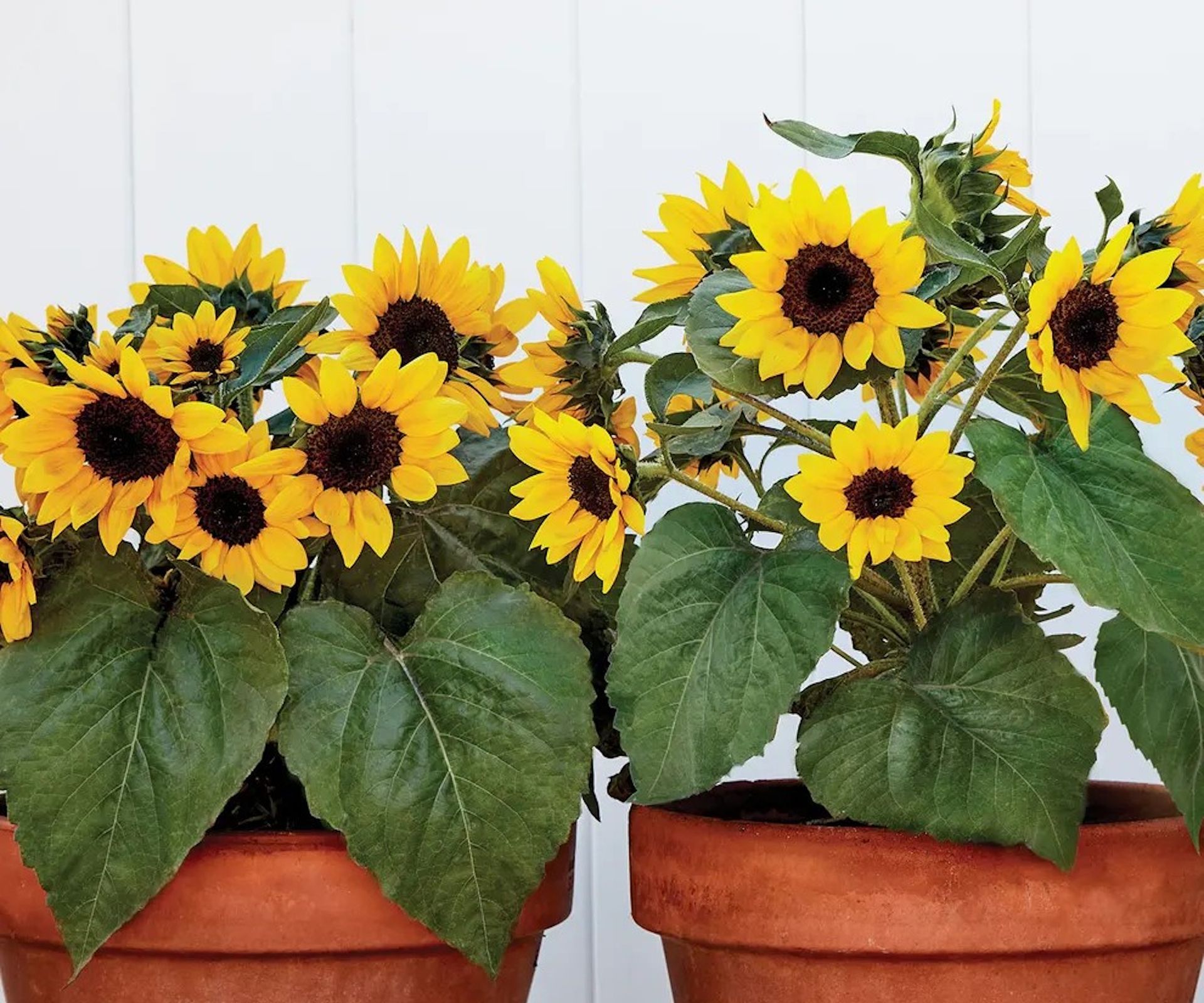 Burpee dwarf sunflowers 'Sunray', growing in pots
